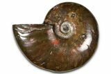 Polished Red Flash Ammonite (Cleoniceras) Fossil - Madagascar #367694-1